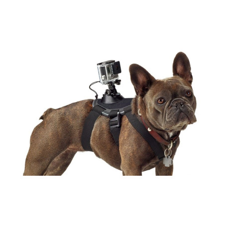 Harnais pour chien avec fixation GoPro